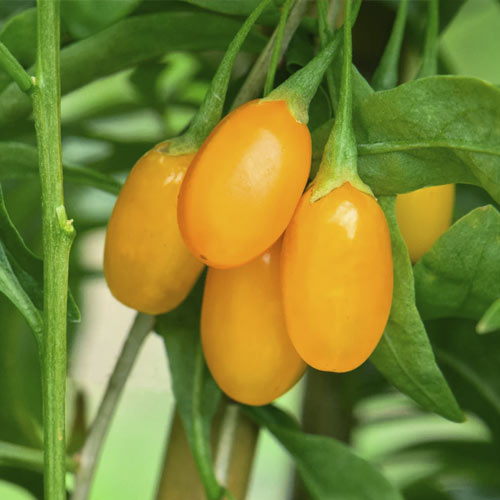 Amber Sweet Goji Berry , С2 - Plántulas: Ilość w opakowaniu: 1 plantas