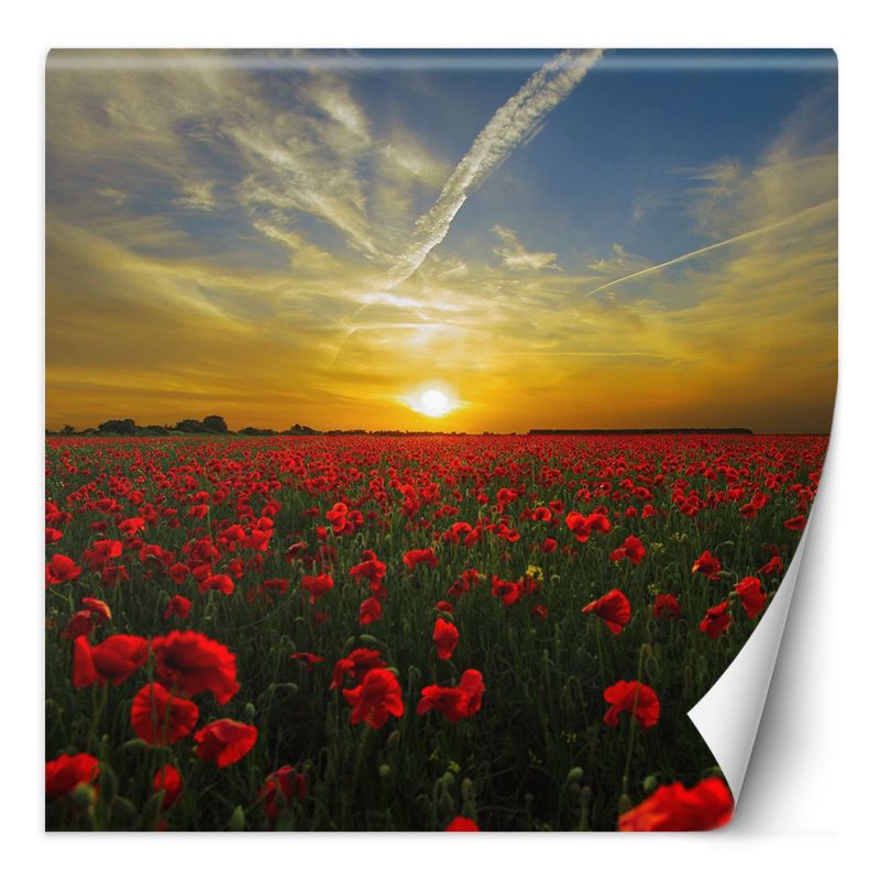 Fototapeta Feeby Maki kwiaty łąka 200x200 1 szt