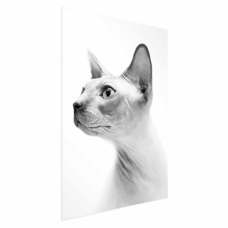 Plakat Artgeist bezwłosy kot 40x60 cm bez ramy 1 szt