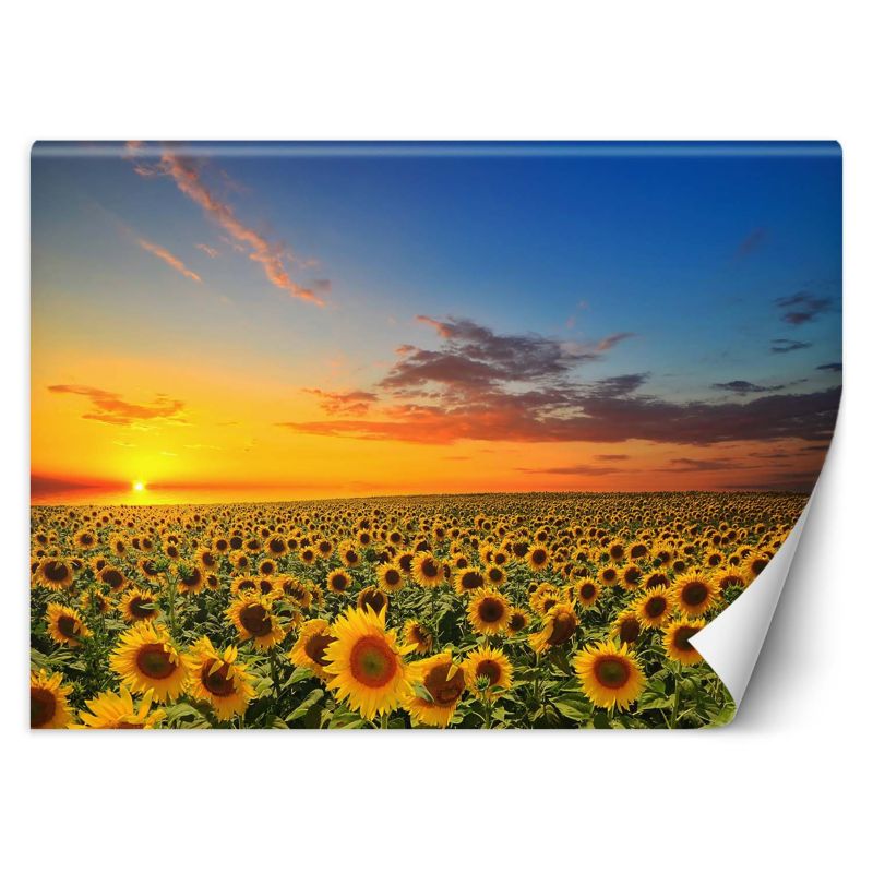 Fototapeta Feeby Pole słoneczników 450x315 1 szt