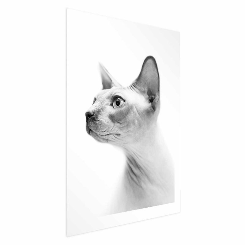 Plakat Artgeist bezwłosy kot 40x60 cm bez ramy 1 szt