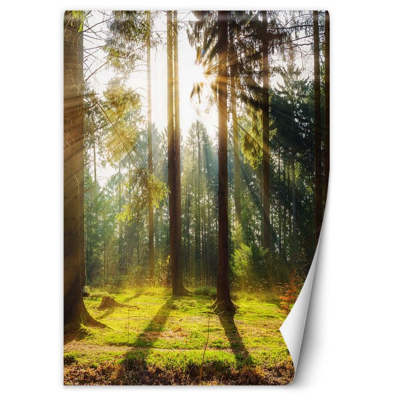 Fototapeta Feeby Las poranne promienie słońca 100x140 1 szt