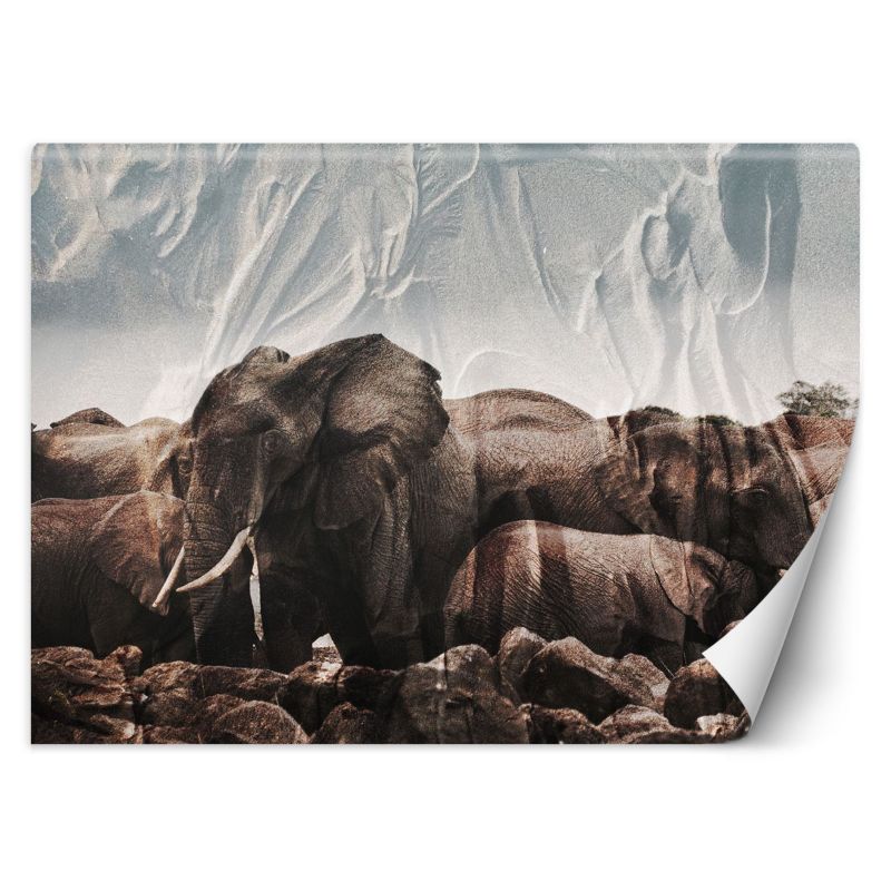 Fototapeta Feeby Słonie w stadzie 150x105 1 szt