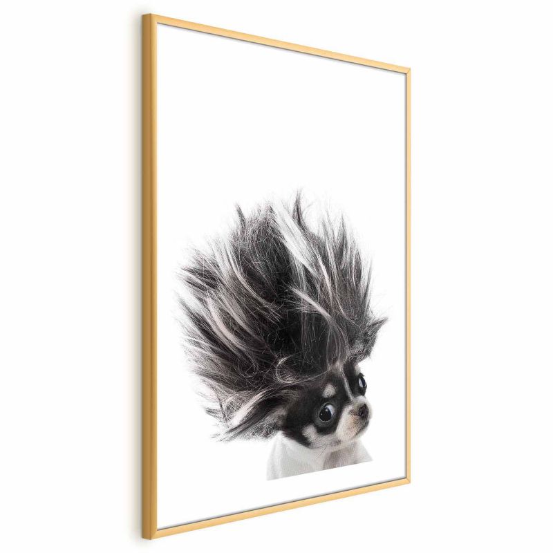 Plakat Artgeist Chihuahua 21x30 cm z ramą złotą 1 szt
