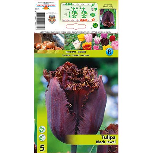 Tulipan strzępiasty Black Jewel - Cebule: Ilość w opakowaniu: 5 szt. - GradinaMax