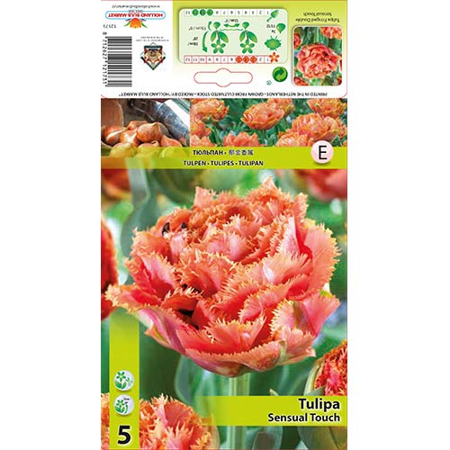 5 szt., Tulipan strzępiasty Sensual Touch - Cebule: Ilość w opakowaniu: 5 szt.