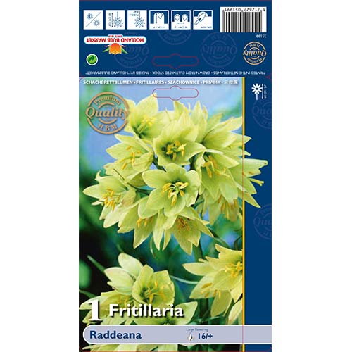 1 szt., Szachownica (Fritillaria) Raddeana - Cebule: Ilość w opakowaniu: 1 szt.