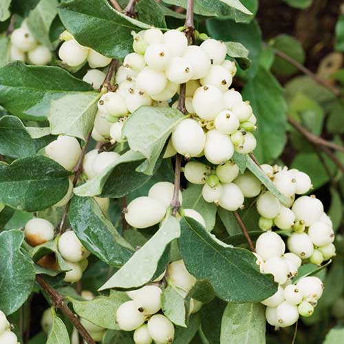 1 sadz, Śnieguliczka White Hedge - Sadzonki: Ilość w opakowaniu: 1 sadz