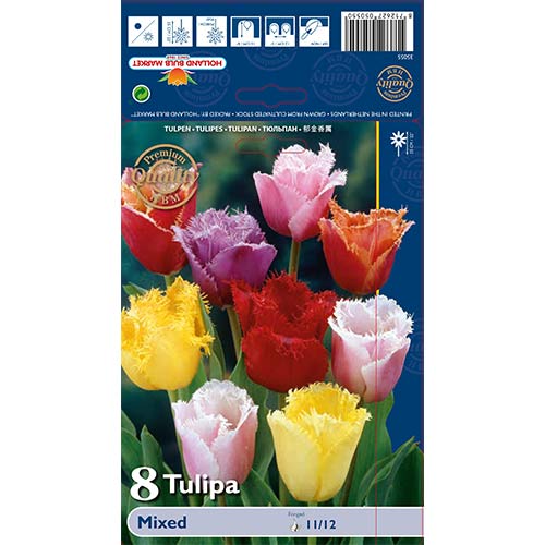 Tulipan strzępiasty Fringed, mix kolorów - Cebule: Ilość w opakowaniu: 8 szt. - GradinaMax