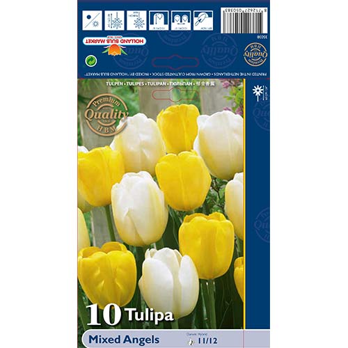 Tulipan Darwina Angels, mix kolorów - Cebule: Ilość w opakowaniu: 10 szt. - GradinaMax