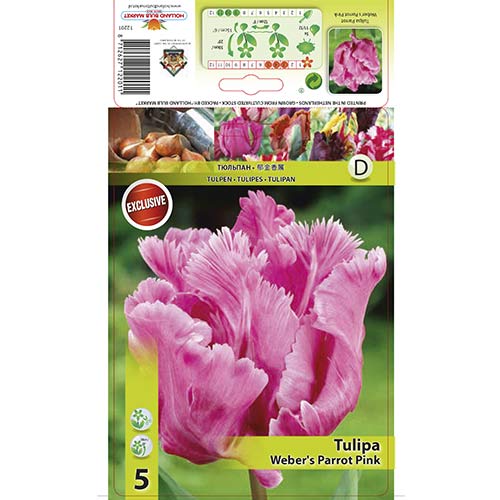 5 szt., Tulipan papuzi Weber's Parrot Pink - Cebule: Ilość w opakowaniu: 5 szt.