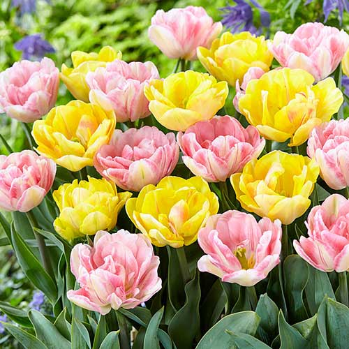 25 szt., Super oferta! Tulipan pełny, zestaw 25 cebul - Cebule: Ilość w opakowaniu: 25 szt.