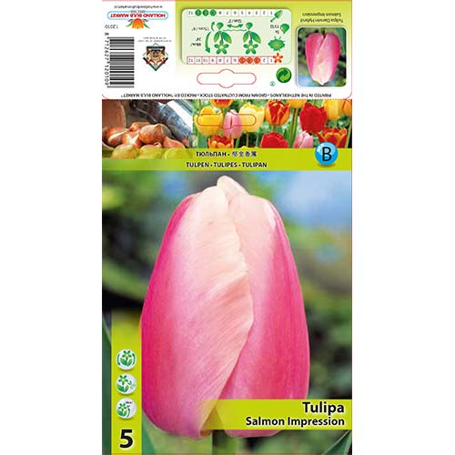 Tulipan Darwina Salmon Impression - Cebule: Ilość w opakowaniu: 5 szt. - GradinaMax