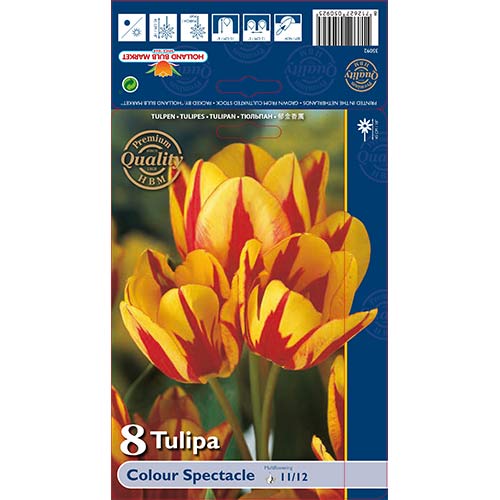 8 szt., Tulipan Colour Spectacle - Cebule: Ilość w opakowaniu: 8 szt.