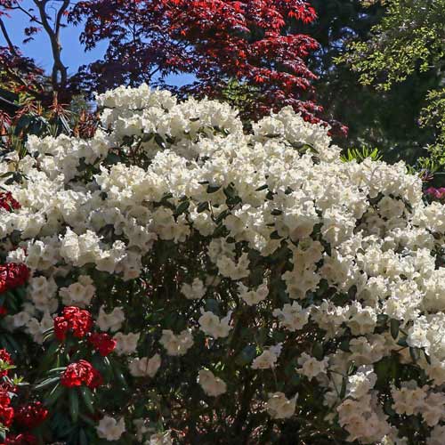 1 sadz, Rhododendron (Różanecznik) Gartendirektor Rieger - Sadzonki: Ilość w opakowaniu: 1 sadz