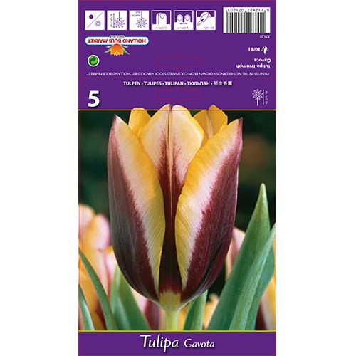 Tulipan Triumph Gavota - Cebule: Ilość w opakowaniu: 5 szt. - GradinaMax