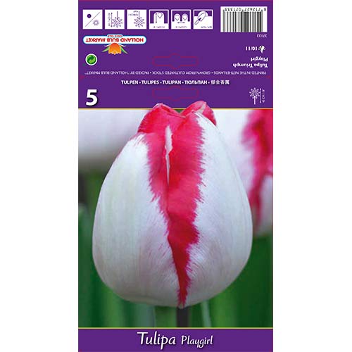 Tulipan Triumph Playgirl - Cebule: Ilość w opakowaniu: 5 szt. - GradinaMax