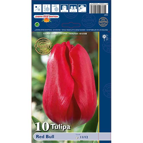 Tulipan Triumph Red Bull - Cebule: Ilość w opakowaniu: 10 szt. - GradinaMax