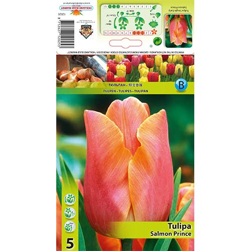 5 szt., Tulipan Salmon Prince - Cebule: Ilość w opakowaniu: 5 szt.