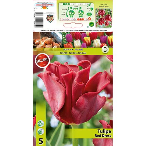 Tulipan Triumph Red Dress - Cebule: Ilość w opakowaniu: 5 szt. - GradinaMax