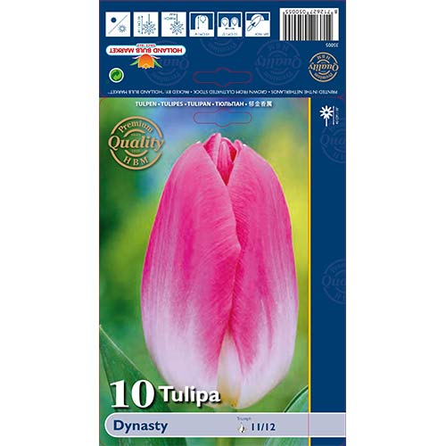 10 szt., Tulipan Triumph Dynasty - Cebule: Ilość w opakowaniu: 10 szt.