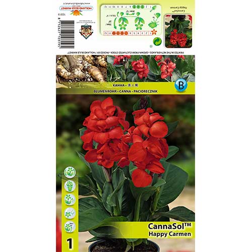 1 szt, Paciorecznik (Canna) Happy Carmen - Byliny: Ilość w opakowaniu: 1 szt.