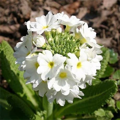 1 sadz, Pierwiosnek ząbkowany (Primula) Corolla White - Sadzonki: Ilość w opakowaniu: 1 sadz