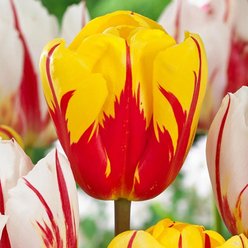 2 szt., Korzystny zakup! Tulipan Triumph Holland Queen - Cebule: Ilość w opakowaniu: 2 szt.