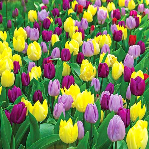 18 szt., Super oferta! Tulipan wczesny, zestaw 18 cebul - Cebule: Ilość w opakowaniu: 18 szt.