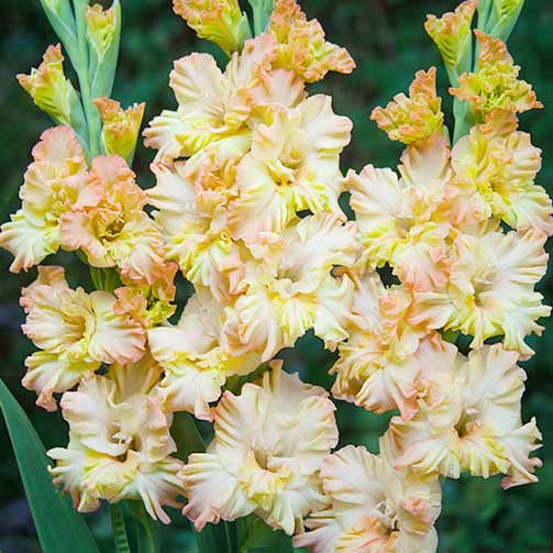 1 szt, Gladiola (Mieczyk) karbowany Rumba Frizzle - Cebule: Ilość w opakowaniu: 10 cebul