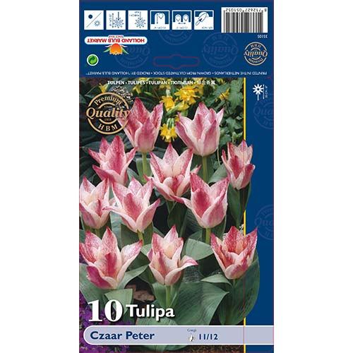 10 szt., Tulipan Greiga Czaar Peter - Cebule: Ilość w opakowaniu: 10 szt.