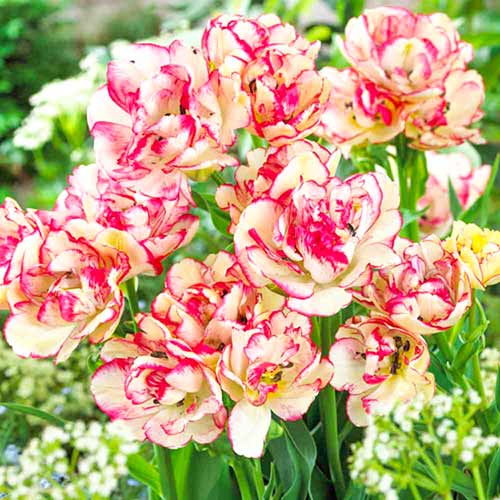 1 szt, Tulipan Belicia - Cebule: Ilość w opakowaniu: 5 szt.