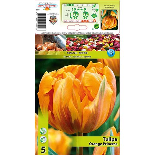 5 szt., Tulipan pełny Orange Princess - Cebule: Ilość w opakowaniu: 5 szt.