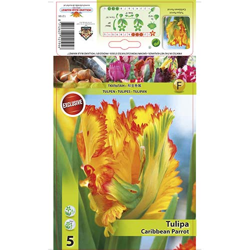 Tulipan papuzi Carribean Parrot - Cebule: Ilość w opakowaniu: 5 szt. - GradinaMax