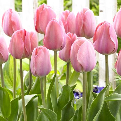 1 szt, Korzystny zakup! Tulipan Darwina Mystic van Eijk - Cebule: Ilość w opakowaniu: 2 szt.
