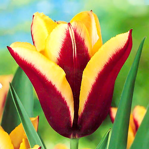 2 szt., Korzystny zakup! Tulipan Triumph Gavota - Cebule: Ilość w opakowaniu: 2 szt.