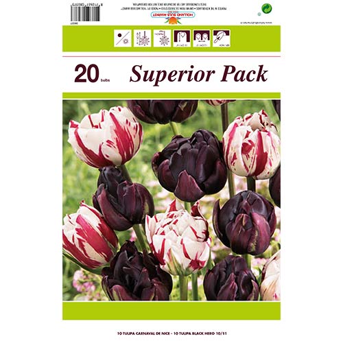 Super oferta! Tulipan pełny Magic Color, zestaw 2 odmian - Cebule: Ilość w opakowaniu: 20 szt.