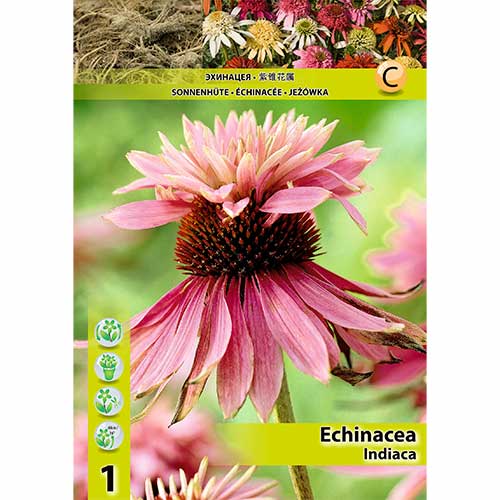 1 szt., Jeżówka (Echinacea) Indiaca - Byliny: Ilość w opakowaniu: 1 szt.