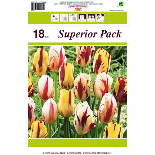 Super oferta! Tulipan Grace, zestaw 18 cebul - Cebule: Ilość w opakowaniu: 18 szt.