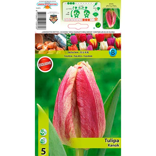5 szt., Tulipan Kanok - Cebule: Ilość w opakowaniu: 5 szt.