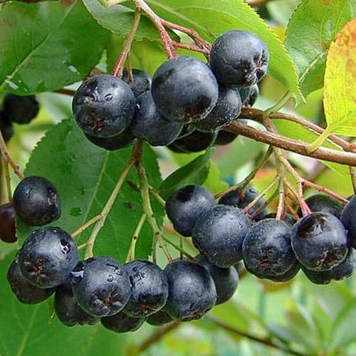 1 sadz, Aronia Amit - Sadzonki: Ilość w opakowaniu: 1 sadz