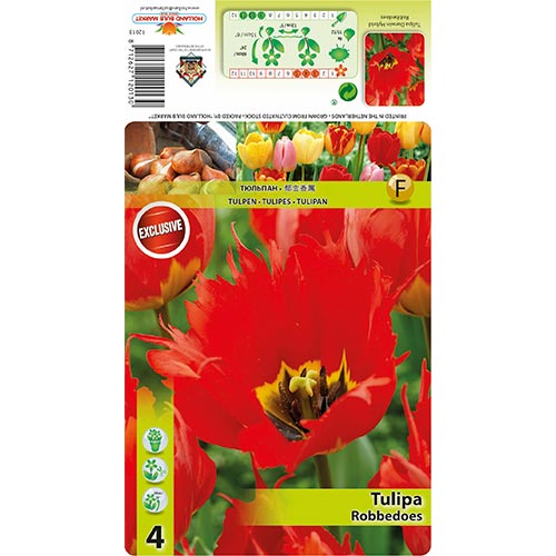 5 szt., Tulipan Darwina Robbedoes - Cebule: Ilość w opakowaniu: 5 szt.