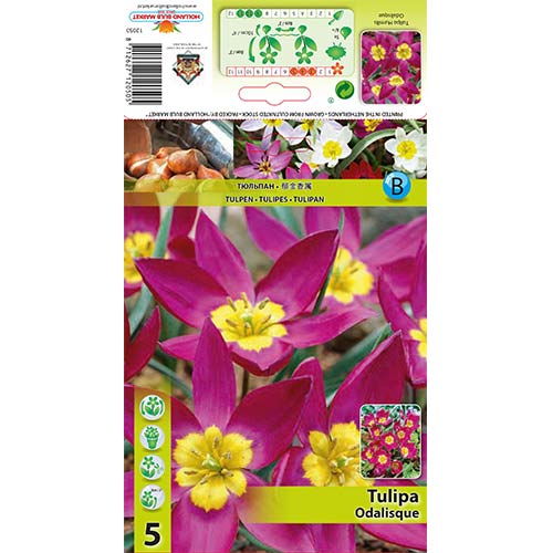 5 szt., Tulipan botaniczny Odalisque - Cebule: Ilość w opakowaniu: 5 szt.