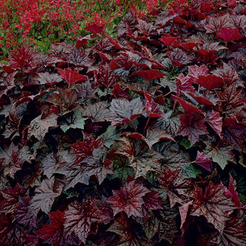 1 kłącza, Heuchera (Żurawka) Palace Purple - : Ilość w opakowaniu: 1 kłącza