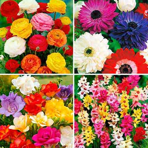 1 szt, Super oferta! Zestaw Zawilec (anemone) St. Brigid, Frezja Double, Iksja, Jaskier, mix kolorów - Cebule: Ilość w opakowaniu: 40 cebul