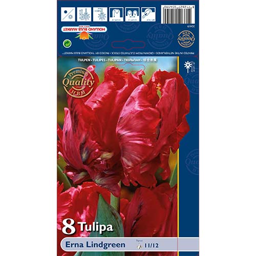 Tulipan papuzi Erna Lindgreen - Cebule: Ilość w opakowaniu: 8 szt. - GradinaMax