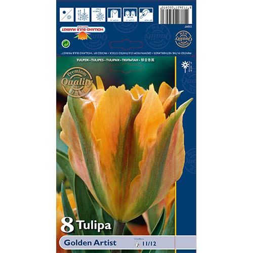 8 szt., Tulipan Viridiflora Golden Artist - Cebule: Ilość w opakowaniu: 8 szt.