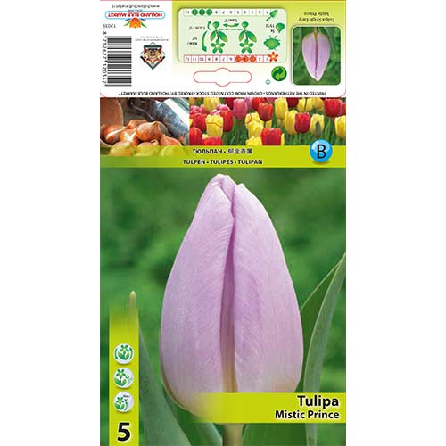 5 szt., Tulipan Triumph Mistic Prince - Cebule: Ilość w opakowaniu: 5 szt.