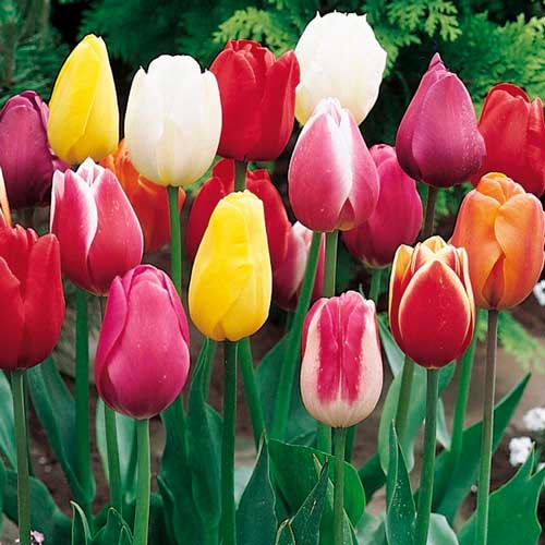 50 szt., Super oferta! Tulipan Triumph, zestaw 50 cebul - Cebule: Ilość w opakowaniu: 50 szt.
