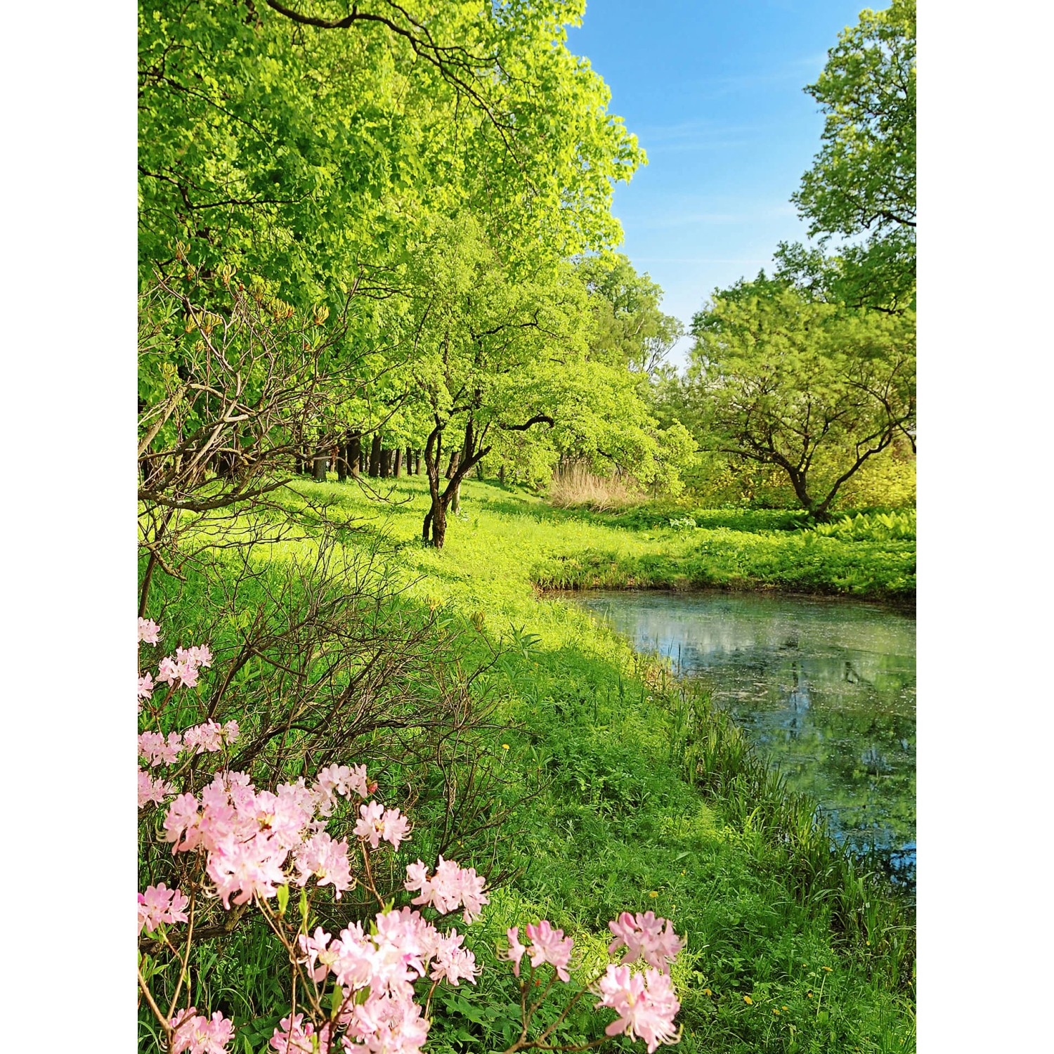 Fototapeta Park in the Spring 192 x 260 cm
